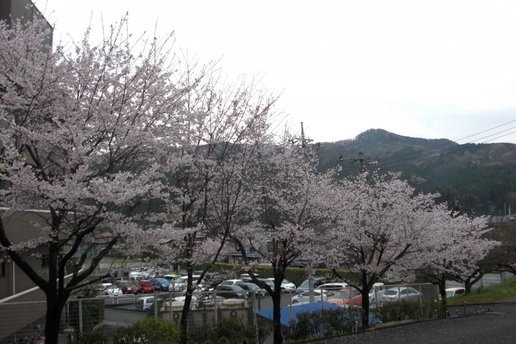 ケアハウスの桜